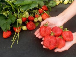 Удаление цветов на землянике "ФРИГО" надо? Почему сохнет клубника на корню?