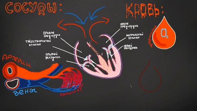 Большой и малый круги кровообращения • сердечно-сосудистая система смотреть онлайн