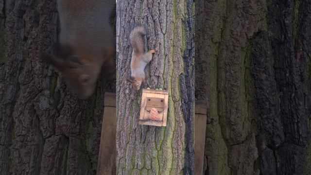 Когда тебе дали кедровую шишку, а что делать с ней - не объяснили! смотреть онлайн