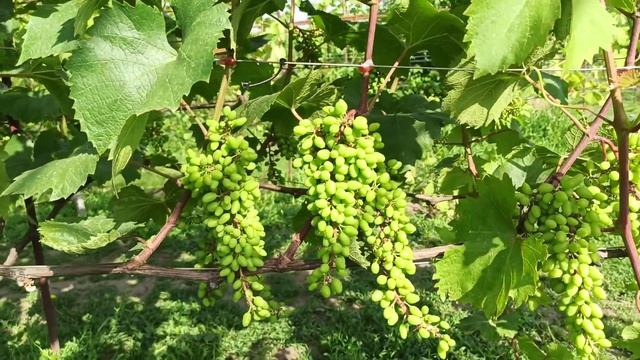 Как отцвёл кишмиш Юпитер? Результат опыления 21 июня 2021г.Тел,WhatsApp и Viber : 8-918-43-794-43 смотреть онлайн