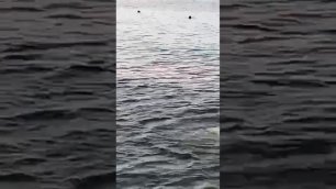 ⚡️В Хургаде акула напала на туристку.

По данным СМИ, это произошло в районе египетского курорта Сах