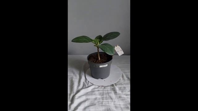 Ficus Audrey (A tree that nearly died). Yearly Progression. смотреть онлайн