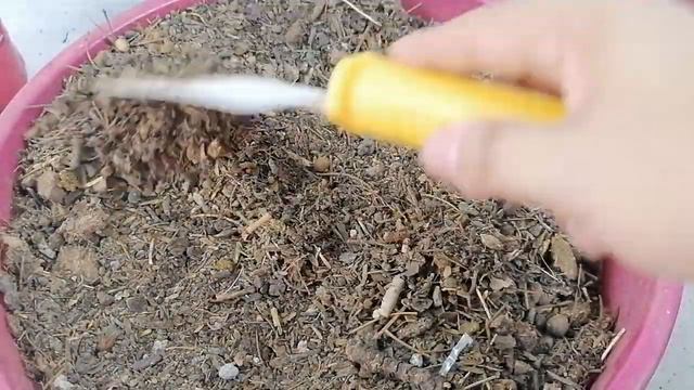 echeveria dusty rose donsuculento смотреть онлайн