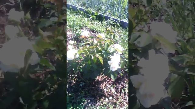 Розы в Западной Сибири. смотреть онлайн