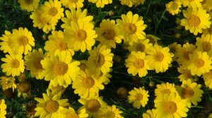 7 самых морозоустойчивых цветов в саду | Советы огородникам