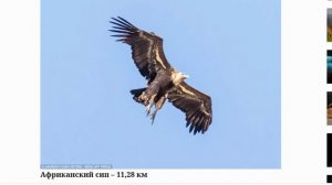 Крупные птицы и высоко летающие птицы : разные виды .
