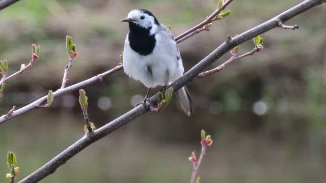Птицы Беларуси. Трясогузка белая (Motacilla alba)