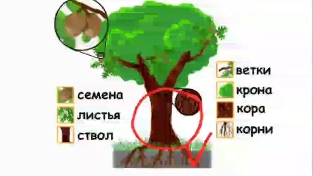 Строение дерева?
