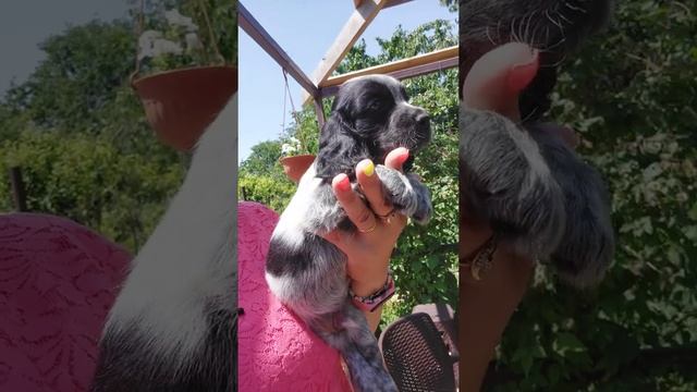 Хан английский кокер спаниель продажа щенков Симферополь Кастропуло доставка есть +79787402855 смотреть онлайн