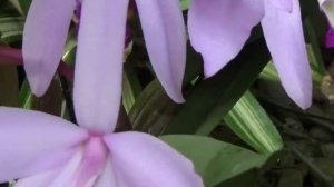 ОРХИДЕЯ КАТЛЕЯ ПОЛИВ УХОД. БУЛБОФИЛЛУМ - ЦВЕТОНОС ИЛИ НОВЫЙ РОСТ У ОРХИДЕИ? C. perrinii