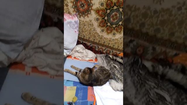 Котята бобтейла 38 день смотреть онлайн