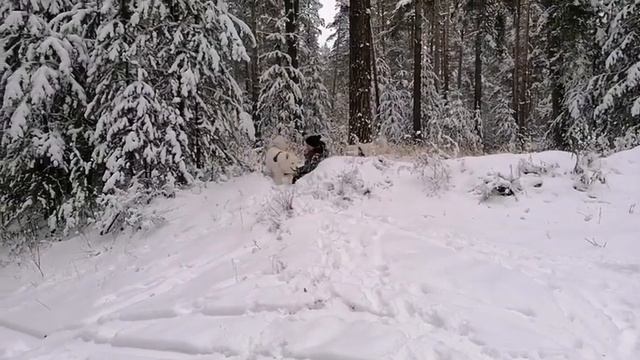 Семья на все руки мастера. Фильм 25. Зима 2020 прогулка по лесу с Самоедами.
