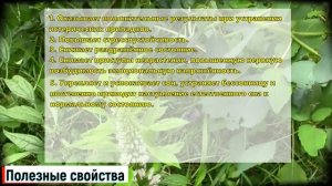 Пустырник трава: лечебные свойства и противопоказания (Кратко и по сути!)