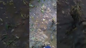 Quicksand ASMR+BAREFOOT!!