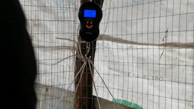 Rabbit weight Вес кроликов в 2 месяца, скорость роста крольчат смотреть онлайн