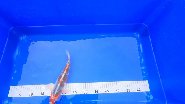 Unboxing Two Breathtaking New Koi Fish on Delivery Day #koi #koifish #sanke смотреть онлайн