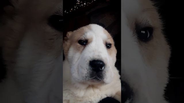 Продан. Прага🇨🇿Central Asian Shepherd puppy, male, 2.5 m+79089119788 питомник Из Дома Капалак. смотреть онлайн