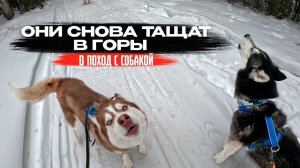 Снова отправили хаски в поход | Как мы выживаем в межсезонье