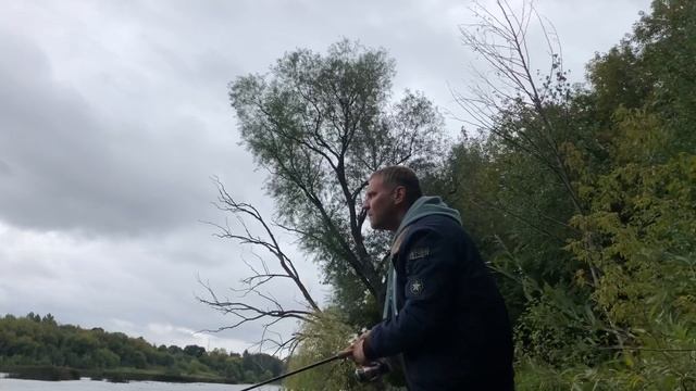 ТЕЙЛСПИННЕР - 100 ОКУНЕЙ ЗА ЧАС