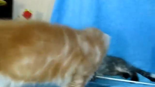 Мейн-Кун котята питомник Silver Lynx