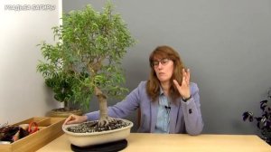 Можно ли пересаживать фикусы Бенджамина зимой?