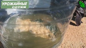 Как быть с мульчей после сбора урожая? Очень просто!