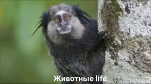 ИГРУНКА КУЛЯ?/Животные life/Приматы/Животные/Интересные факты