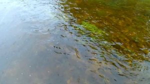 Форель и Хариус на небольшой речке в Ленинградской области.