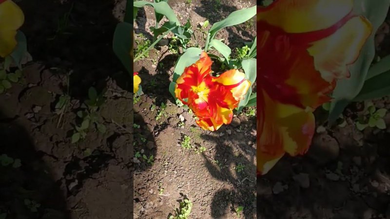 Цветение тюльпанов, аж лепестки выворачиваются в обратную сторону... Цветы на даче.