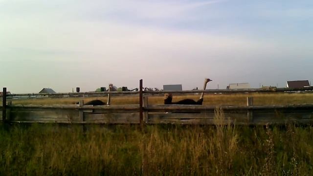 Страусы прикольно идут смотреть онлайн