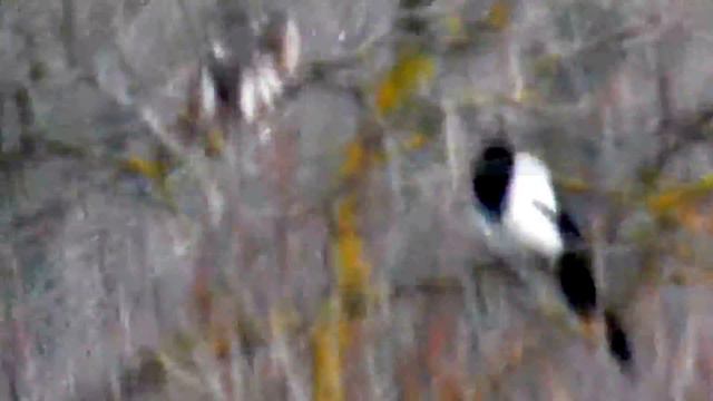 сорока гоняет ястреба смотреть онлайн