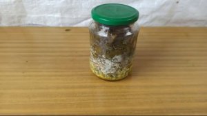 Зимний салат из листьев одуванчика