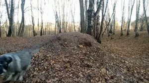 средний шнауцер - миттельшнауцер  #миттельшнауцер #schnauzer #mediumschnauzer #Никколо #Амата #ni&a