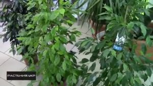 Как правильно ухаживать за Фикусом бенджамина   How to properly care for Ficus benjamina