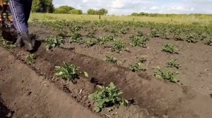 Мой мотоблок patriot vegas 7 и в чём он мне помогал в сезоне 2018 года