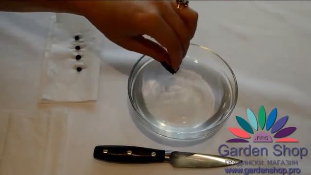 Wie Strelitzia Reginae aus Samen zu pflanzen смотреть онлайн