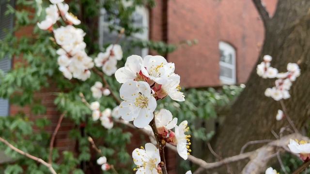Beautiful Spring Blossoms/flowers/white and yellow blossoms #Ilokana Gladys смотреть онлайн