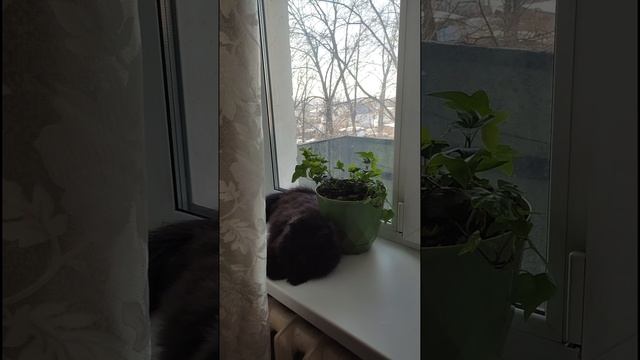 Котик на подоконнике