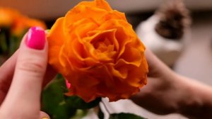 Правильно чистим розу