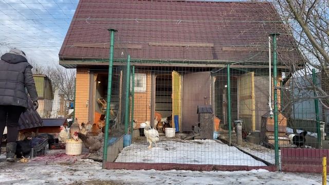 Какие Витамины Кушают мои Куры Несушки