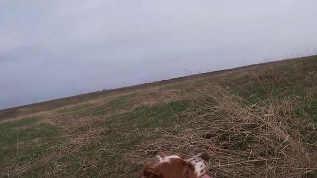 16.04.22г., эпаньоль бретон Уна парная куропатка, птица появилась в поле вышла из села. смотреть онлайн
