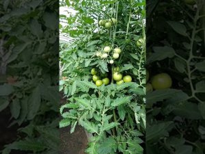 Огород. #Июль