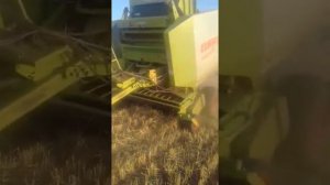 ЛУЧШЕ ЧЕМ ПРЕСС КРОНЕ (KRONE) Пресование ячменной соломы Claas Variant 180 от компании АгроРуЛидер!