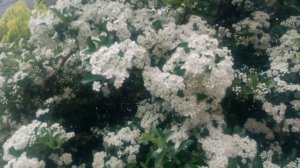 Цветение пираканты