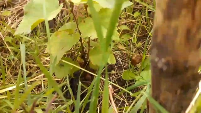 Берёза из семян #11: возраст 1,5 года смотреть онлайн