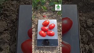 Томат Раван F1 от компании Clause