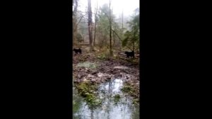 Русско-европейская лайка. Притравка молодых собак по кабану.