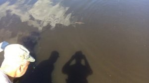 ЛОВЛЯ АМУРА НА КУКУРУЗУ МОНСТРЫ ПО 4 КГ РВУТ СНАСТИ.РЫБАЛКА НА АМУРА.