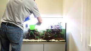 Аквариум полгода без подмен. Дикие коридорасы Дельфакс и Брохис Изумрудный