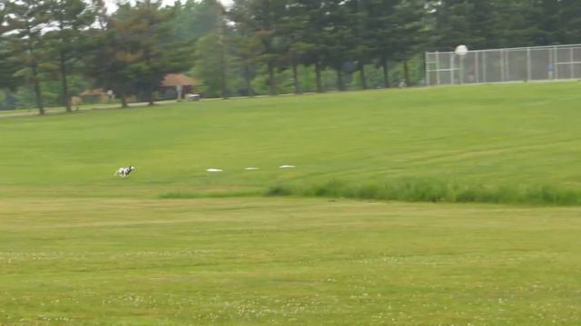 Darius The Dalmatian--AMAZING Lure Coursing Run!